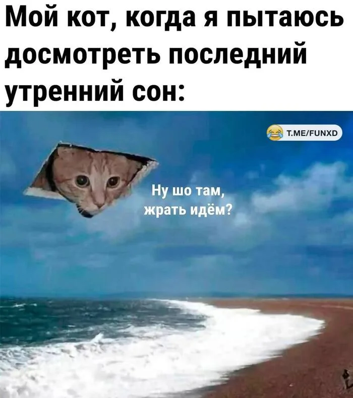 Alien Invasion - Milota, Humor, Picture with text, cat, Dream, Repeat