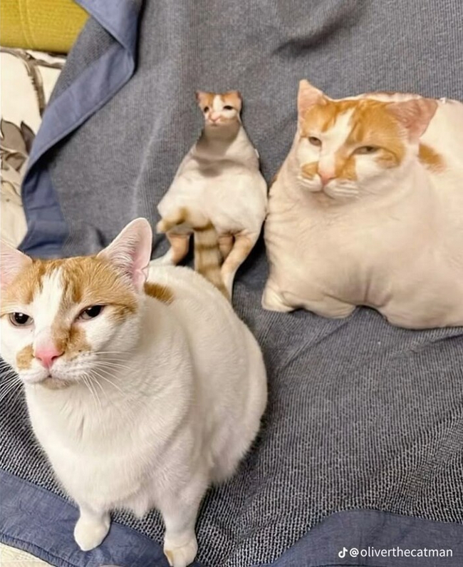 :  ". ()"  7703380158