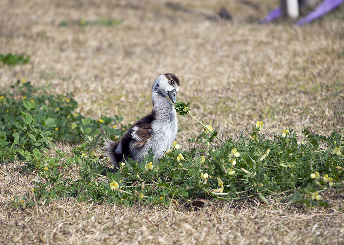 -Я тебя победю, цветочек!