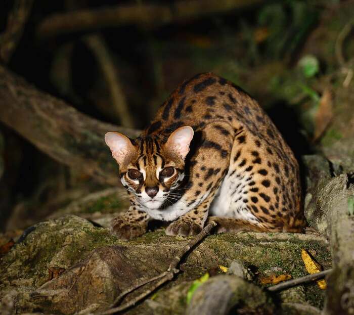 Бенгальская кошка в ночном лесу