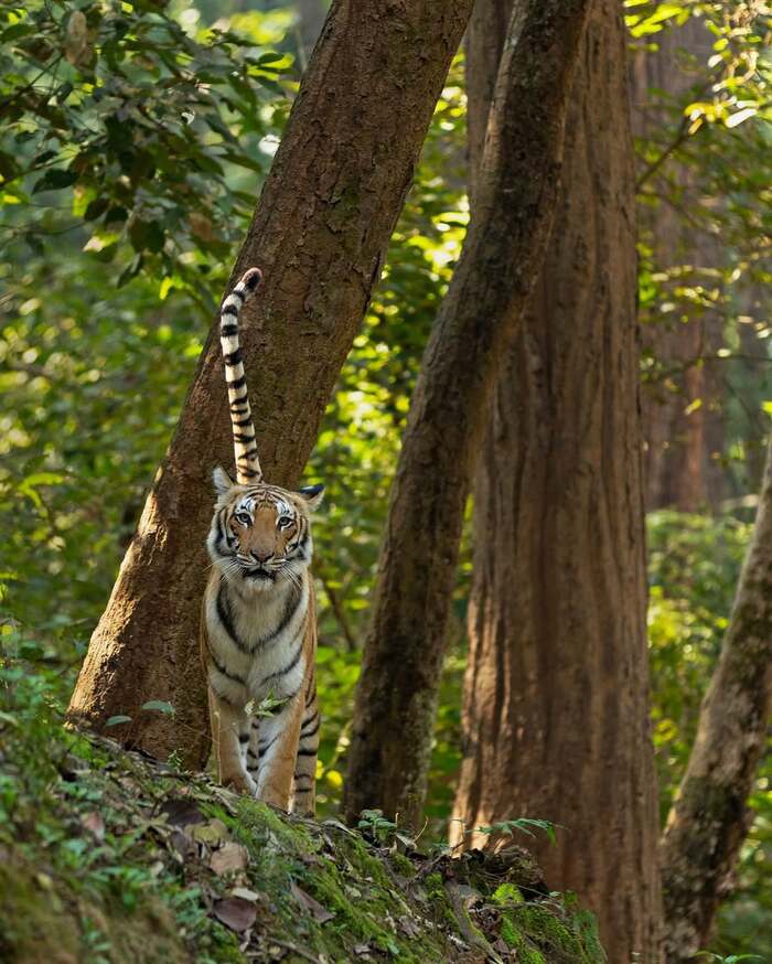 Хвост трубой