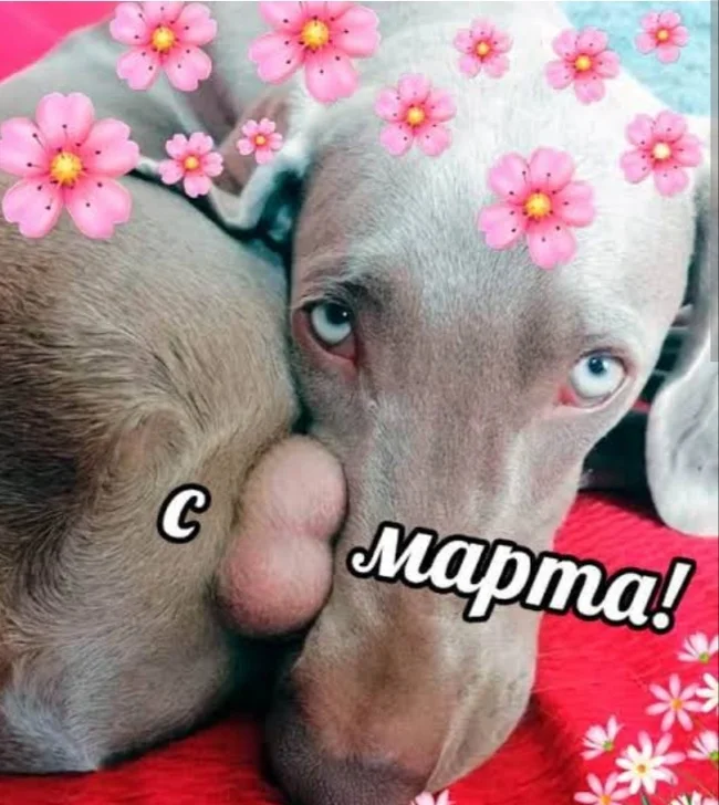 С праздником - Собака, Праздники