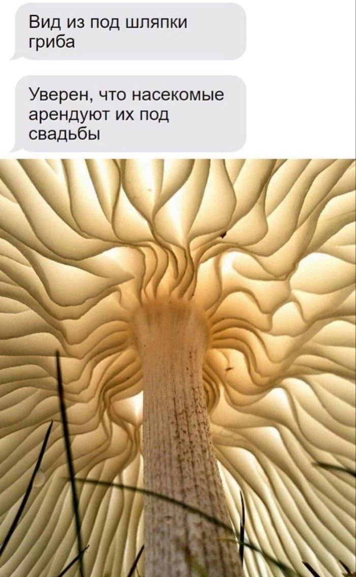 Вид из под шляпки гриба