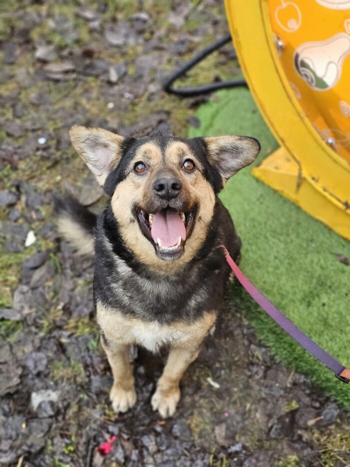 Фил из Приюта Бирюлево (ЮАО г. Москвы)