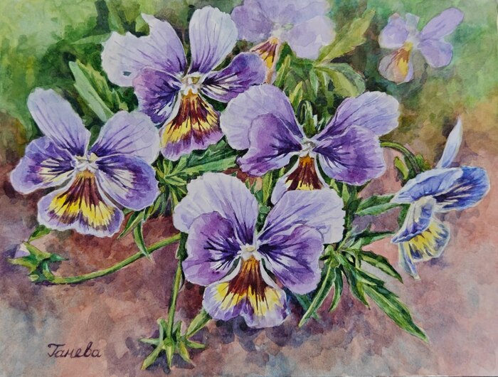 "Анютины глазки"