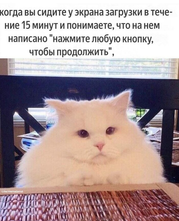   ,   , , , IT , , Telegram ()