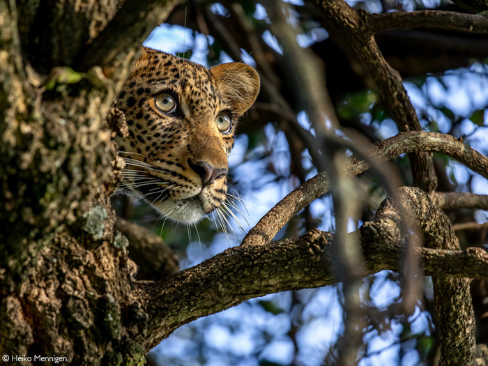 Застенчивый