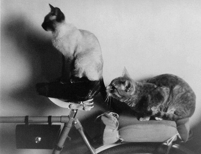We're going, going, going... - My, cat, A bike, Cyclist, Old photo, Black and white photo