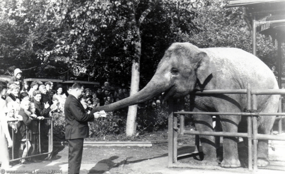 Юрий Гагарин и слониха Дженни в уголке Дурова, 1965 год.