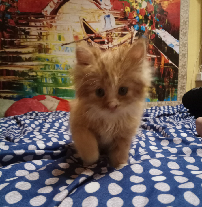 ������� ��������.