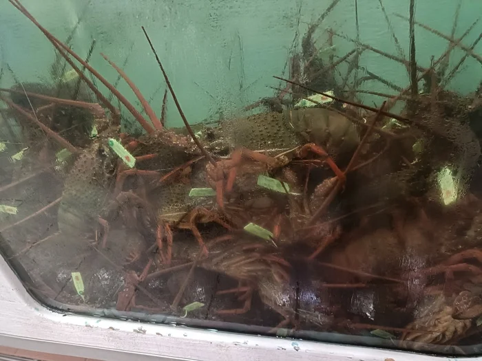 Рыбный рынок в Сиднее Австралия, Рынок, Рыба, Деликатес, Длиннопост