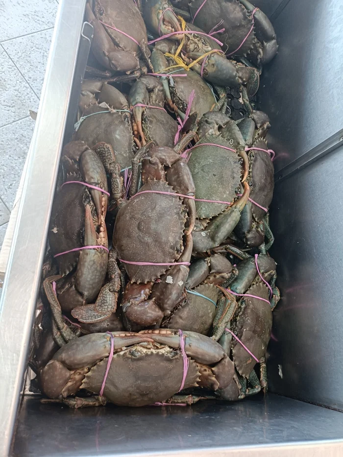 Рыбный рынок в Сиднее Австралия, Рынок, Рыба, Деликатес, Длиннопост