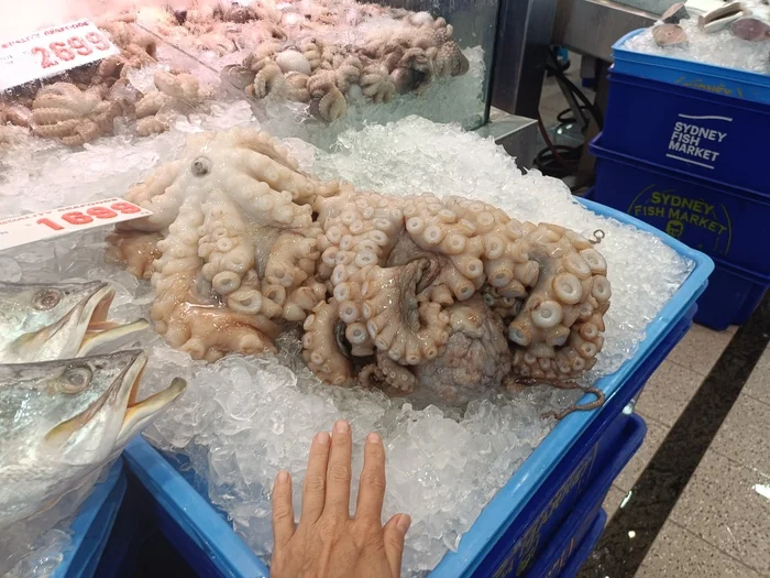 Рыбный рынок в Сиднее Австралия, Рынок, Рыба, Деликатес, Длиннопост