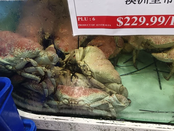 Рыбный рынок в Сиднее Австралия, Рынок, Рыба, Деликатес, Длиннопост