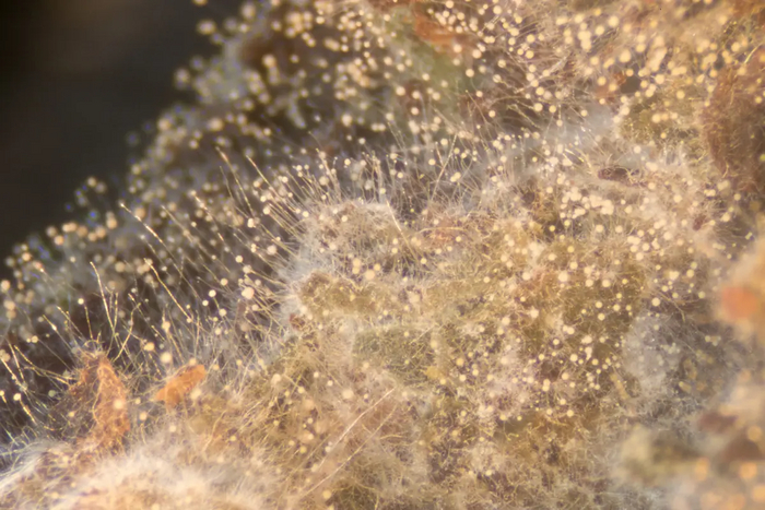-:  Aspergillus fumigatus    , , , , , , 