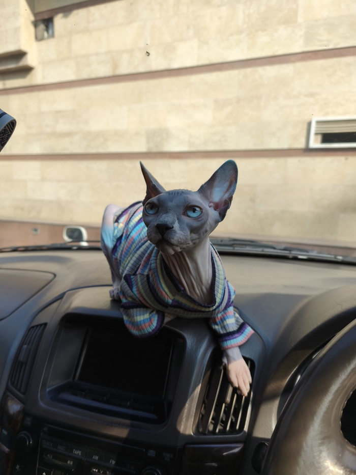 Срочно нужен донор крови для кошки (Казахстан, Алматы)