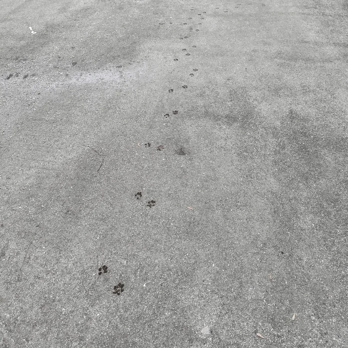 Top top top - My, cat, Track, Spring, Heat
