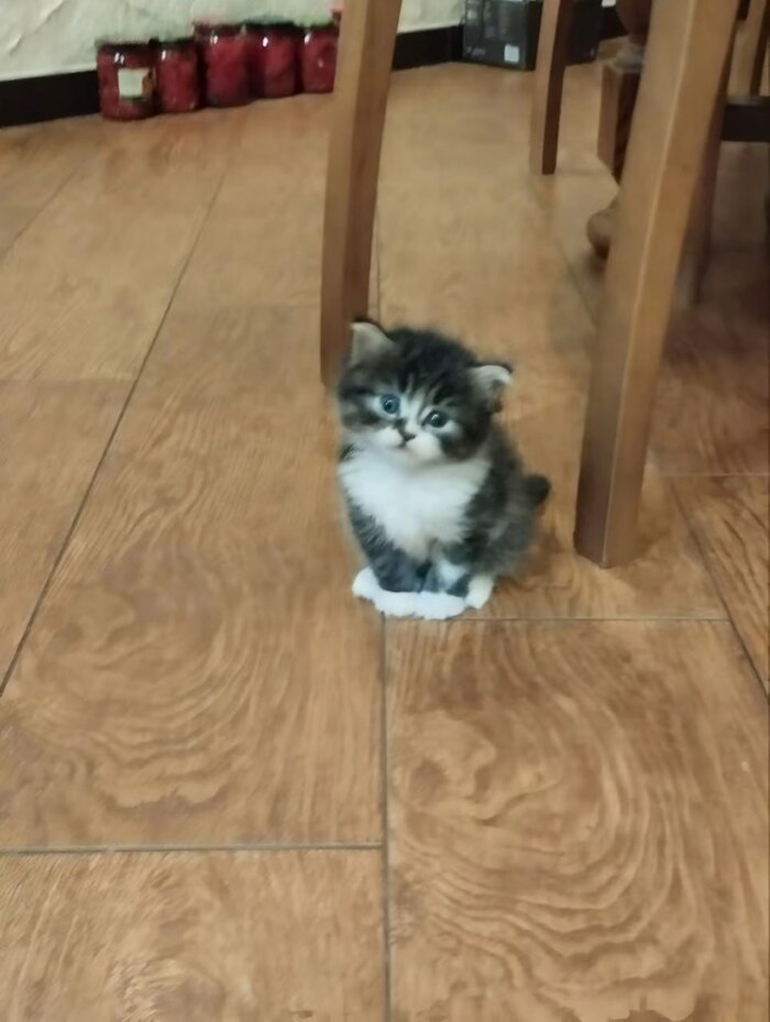    , ,  , , , 