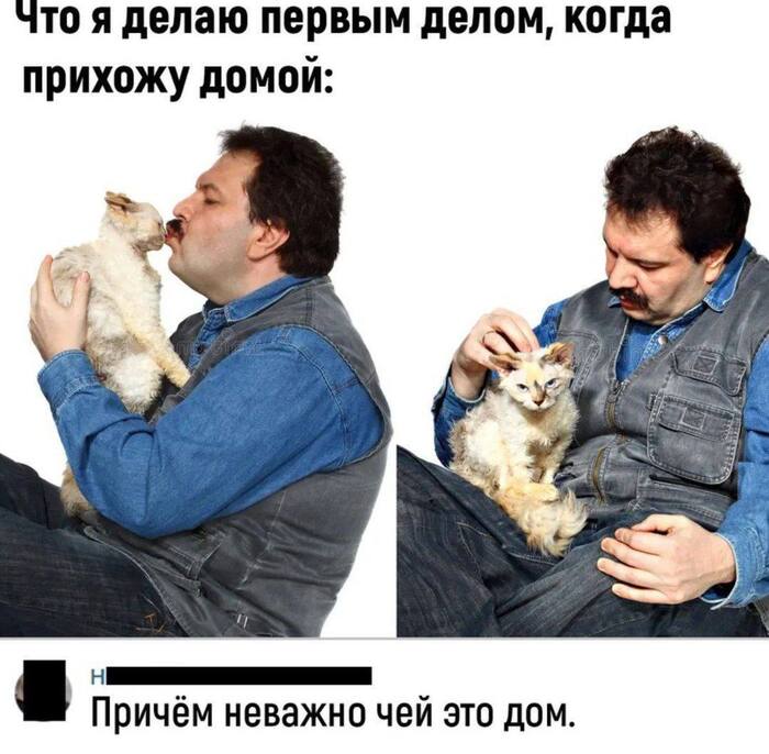 Как же я люблю тискать котиков