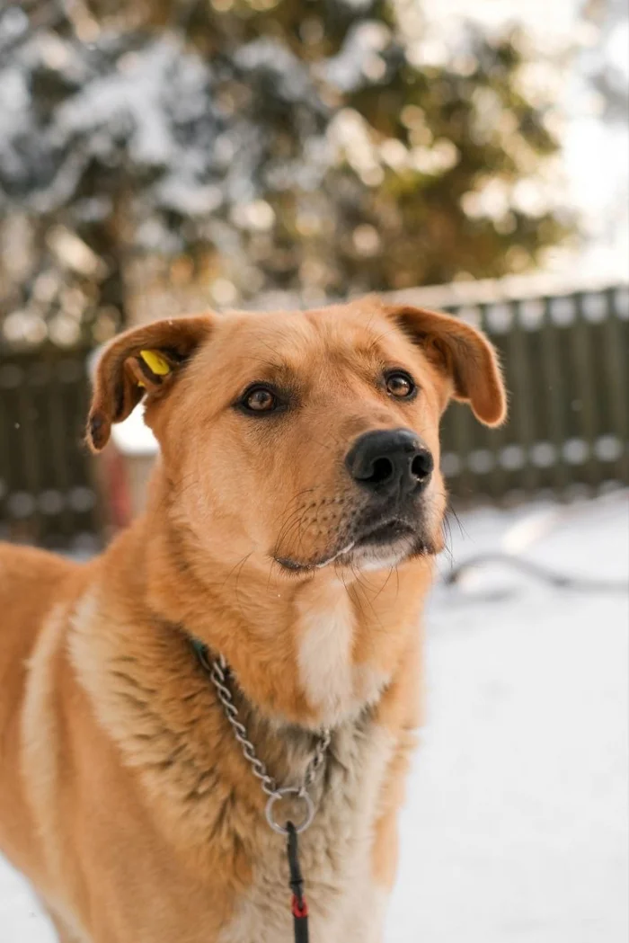 What kind of sweet pie is this? - My, In good hands, Homeless animals, Volunteering, Dog, Longpost