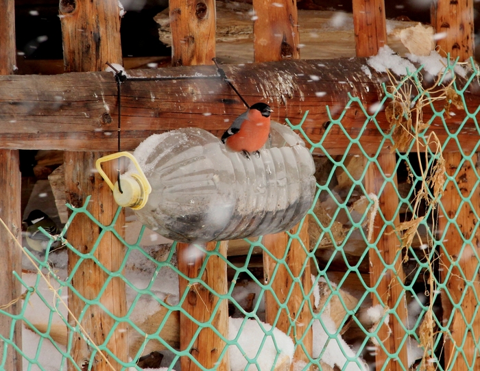 ���� ������ ����� ��������?