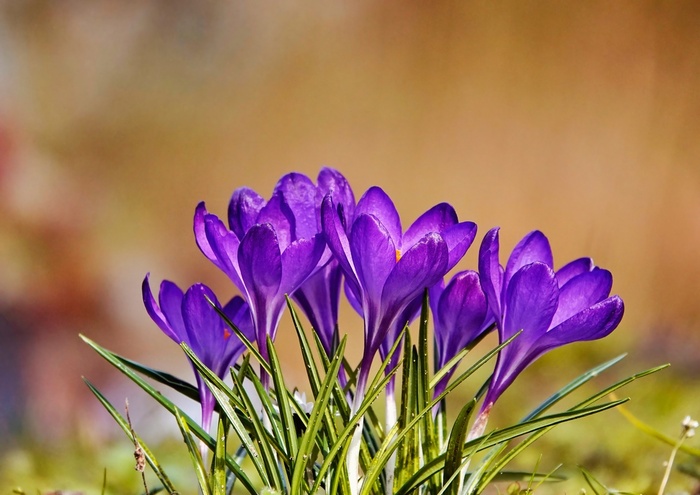 Весенние цветочки... уже отцветают...