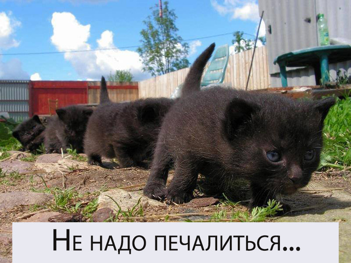 Песня оптимиста