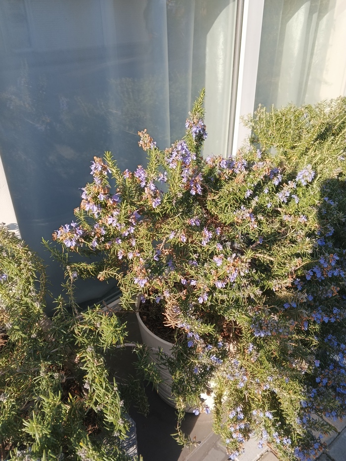 Лаванда цветет постоянно наверное...