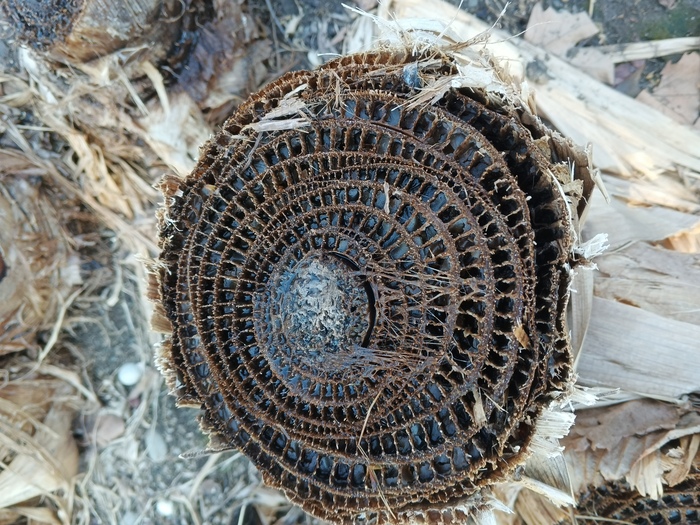 Банан в разрезе