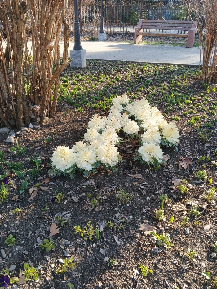 Зато капуста чувствует себя прекрасно!