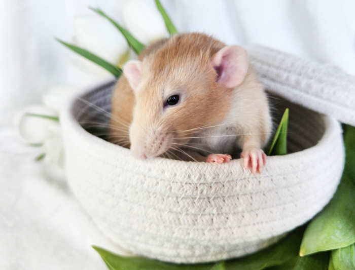 Как же быстро они выросли!