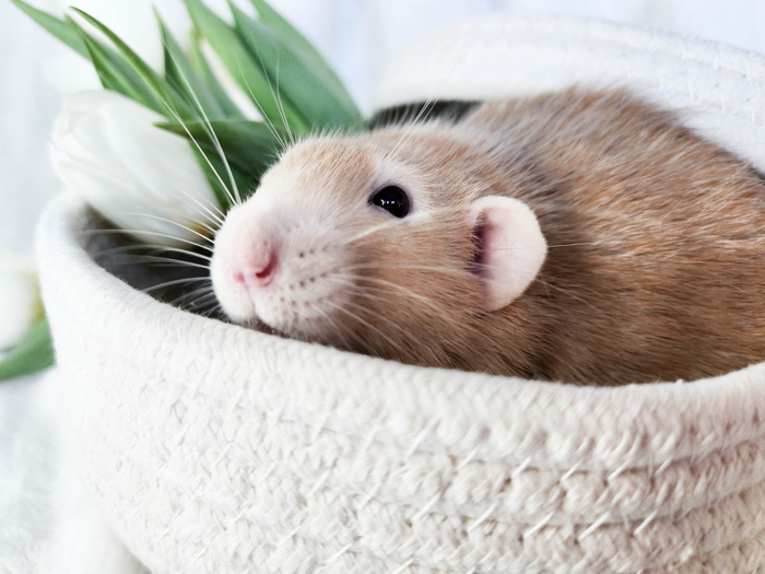 В зависимости от света, Чарли на фото получается то рыжим, то нежно-бежевым.