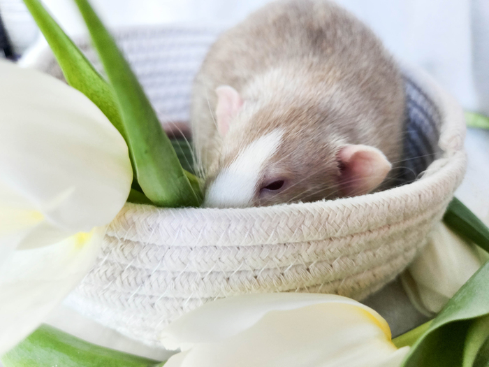 Крыс Честер. Возраст 7 месяцев, вес 670 г.