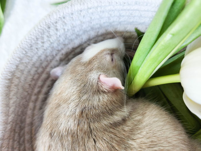 Жирен и красив!) Кому-то весной предстоит диета...