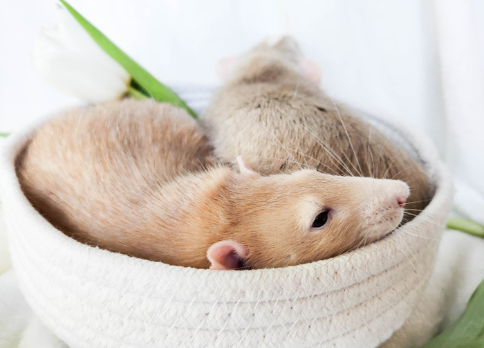 Фото для сообщества рецептов. Почти 1,5 кг отборных крысов, любить и тискать по вкусу до готовности)