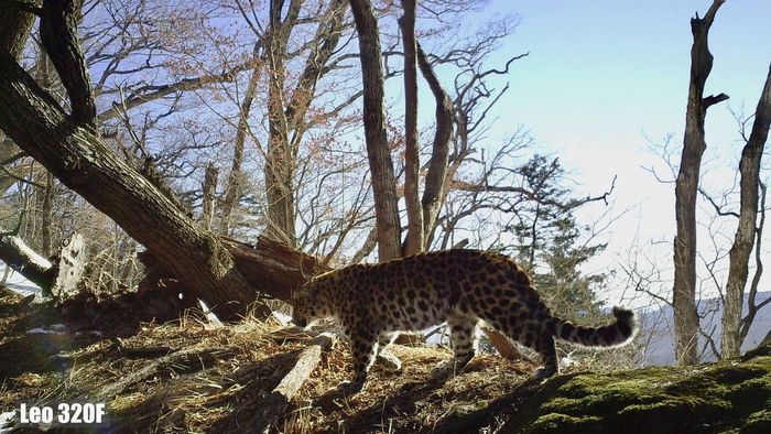 Leo 320F — самая скрытная самка. Фиксируется на одной-единственной точке раз в три года
