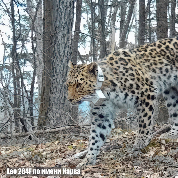 Leo 284F по имени Нарва — первая самка в Уссурийском заповеднике