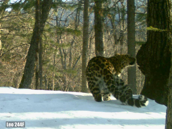 Leo 244F — самая «любвеобильная» самка. За три года три раза фиксировалась с тремя разными самцами