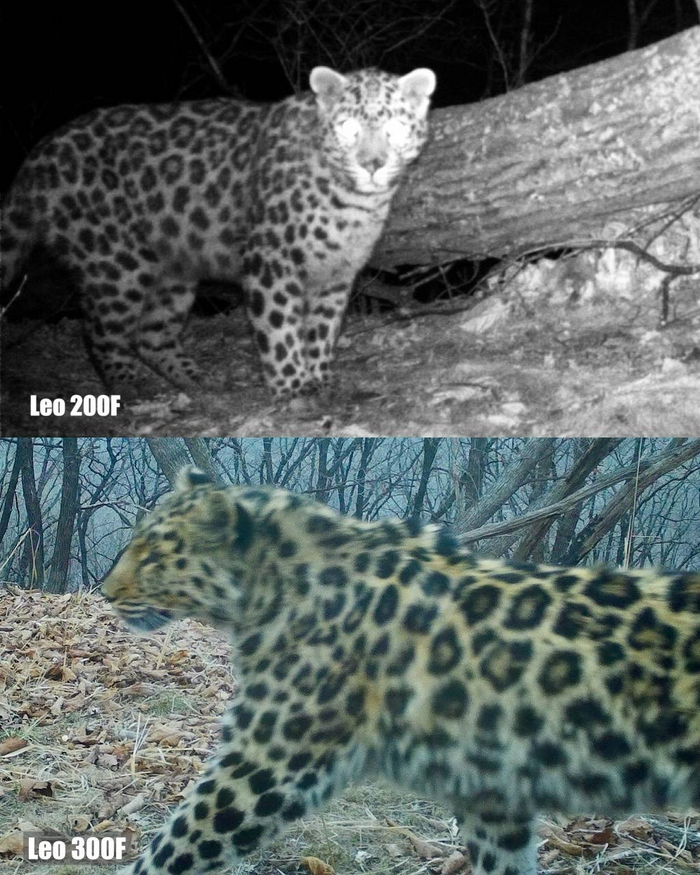 Leo 200F и Leo 300F — самки-юбиляры по номеру