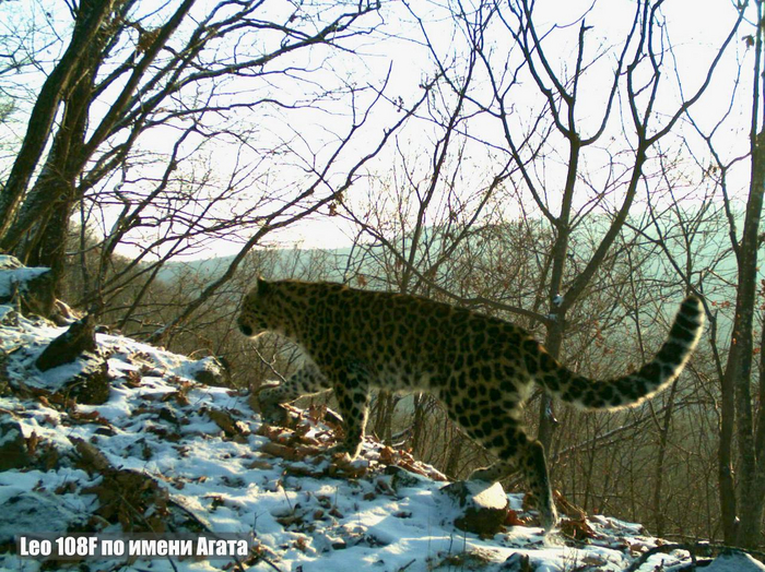 Leo 108F по имени Агата — самая общительная самка. Регулярно метит свою территорию, что редко попадает в объективы камер
