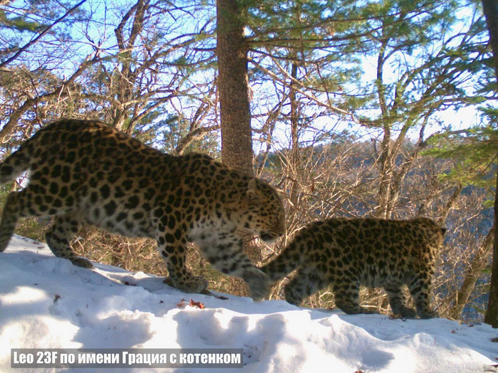 Leo 23F по имени Грация — мать-рекордсменка: за 10 лет принесла потомство 5 раз, в общей сложности 10 котят