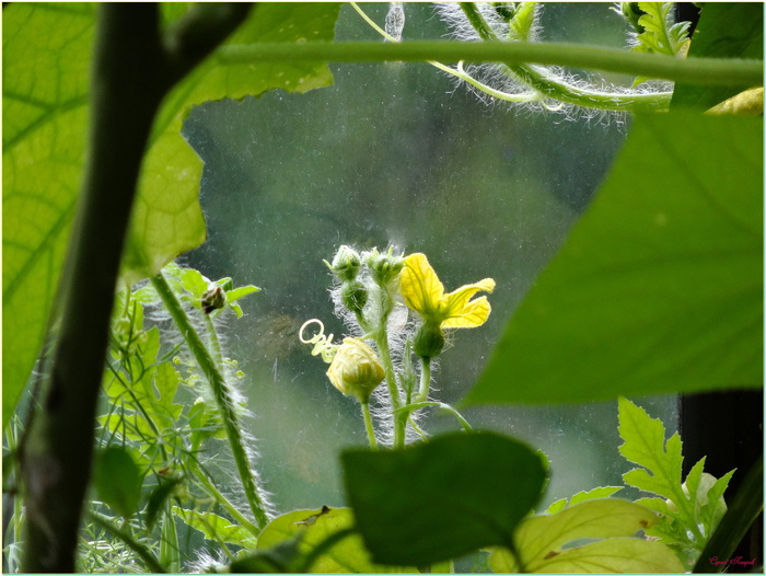 цветёт арбузик