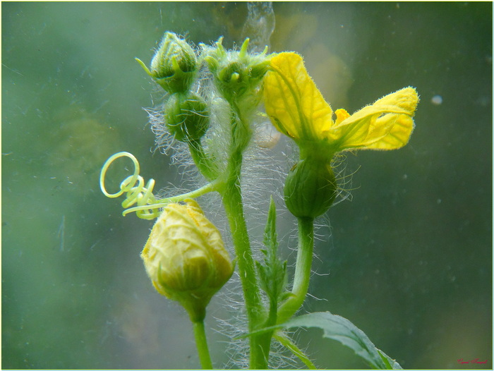 вот покрупнее