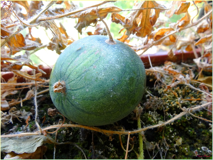 а вот он сам,уже осенью