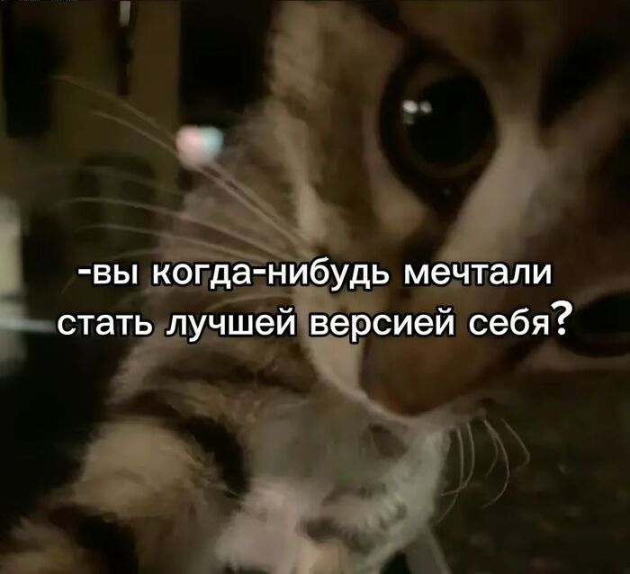     ,   , , , ,  , Telegram (), 