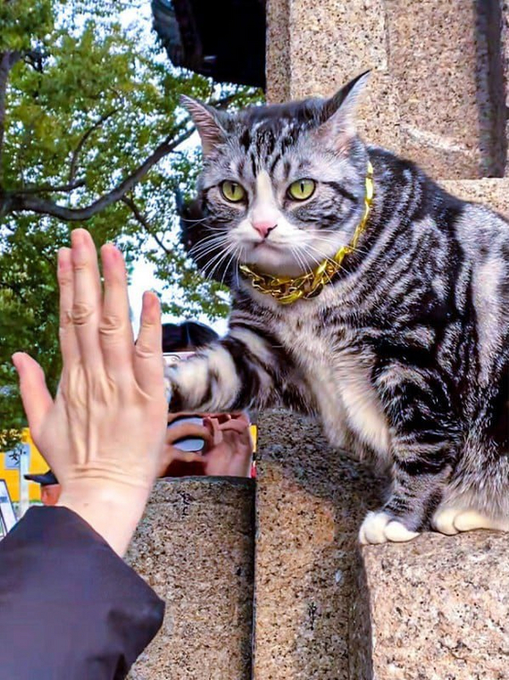 "Кошка-дай-пять"