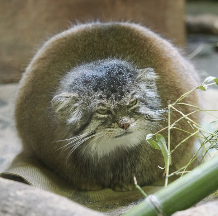 Фу, вторник