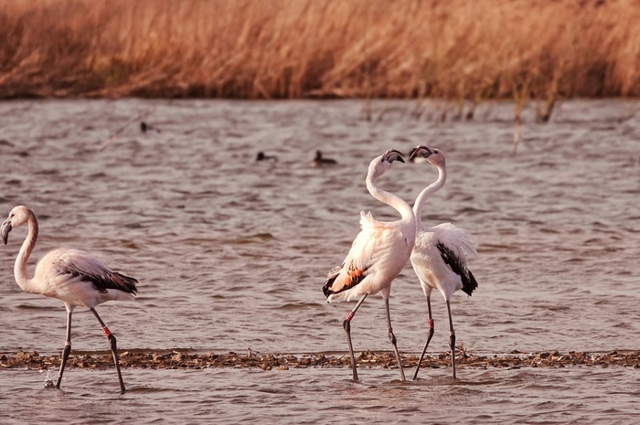В природном уголке близ голландского города Ляйдсхендам. Они прилетели из Германии и остановились здесь надолго. Уже два месяца стоят - только эти три. Два сделали для меня сердечко, а третий обиделся и ушел. Они его вообще всегда отгоняли, третий лишний.