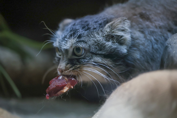 Лакомый кусочек
