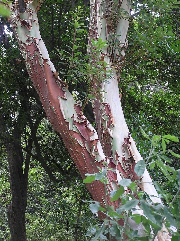       .   &nbsp; <!--noindex--><a href="https://pikabu.ru/story/zemlyanichnoe_derevo_12481405?u=http%3A%2F%2Fwikipedia.org&t=wikipedia.org&h=069e34549d8605623376d6a956946f0dddfb7907" title="http://wikipedia.org" target="_blank" rel="nofollow noopener">wikipedia.org</a><!--/noindex-->